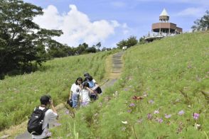 四国中央・翠波高原に秋の気配　コスモス30万本見頃（愛媛）