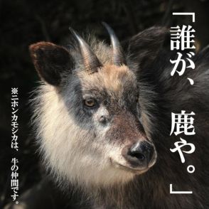 「誰が、鹿や。」ニホンカモシカは牛の仲間です　注目集める5年前のポスター、作った町に聞きました