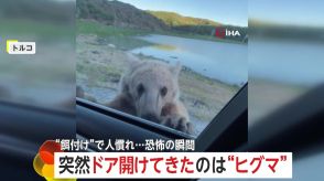 【緊迫】突然車のドア開けるヒグマ!観光客の“餌付け”で人慣れ…迫る恐怖の瞬間　トルコ