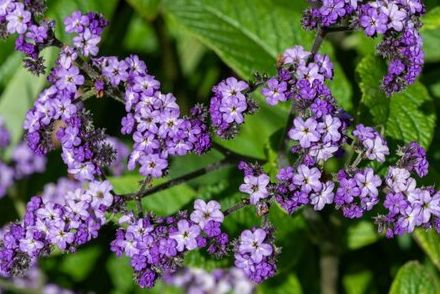 いまお庭に迎えたい《香りのよい草花7選》思わず暑さを忘れる、美しく芳しい花