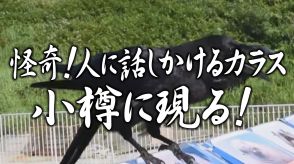 【話しかけてくる!?謎のカラス】再生回数は驚異の1000万回超え おたる水族館に出現 知能高く頭が良いカラス 脳の重さは…人間に近い?