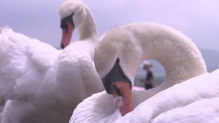 【特集】シンボル？それとも迷惑？山中湖と河口湖 コブハクチョウで対応異なるワケとは… 山梨県