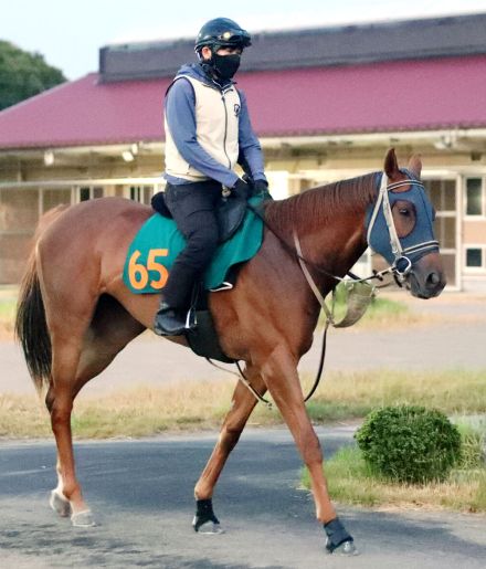 【新潟２歳Ｓ・浅子の特注馬】新馬戦の勝ち方とともに内容も優秀だったコートアリシアン　サートゥルナーリア産駒重賞初Ｖへ