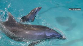 北海道の水族館で初　おたる水族館のバンドウイルカが無事に出産