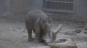 札幌市円山動物園のニューアイドル　アジアゾウ「タオ」が１歳に　頭の毛まだパヤパヤ