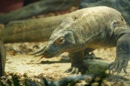 世界最大級・コモドオオトカゲ、23日から一般公開　東山動植物園