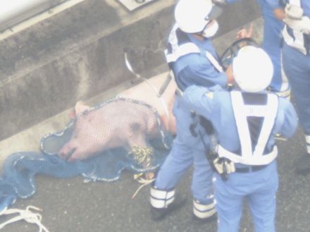 委託業者が運搬中に転落したか…高速道路に倒れた“瀕死の豚” 体長約1.3mで車に轢かれたような痕なし