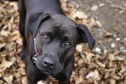 顔が「針」だらけ...ヤマアラシと喧嘩した犬の痛々しい姿にネット驚愕　「見ていられない」と話題に（海外）