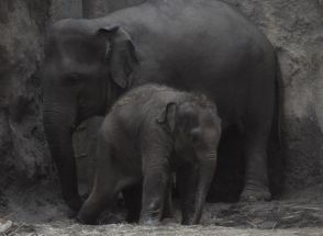 ゾウの「タオ」1歳に　すくすく育ち、体重605キロ　円山動物園