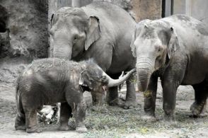 札幌・円山動物園のアジアゾウ1歳に「成長見守って」群れの飼育進む