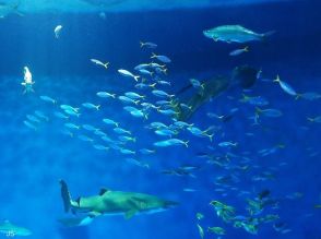 水族館での撮影で失敗しない！ ガラスの反射を防いできれいな写真を撮るコツ【スマホカメラでもOK】