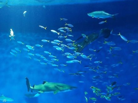 水族館での撮影で失敗しない！ ガラスの反射を防いできれいな写真を撮るコツ【スマホカメラでもOK】