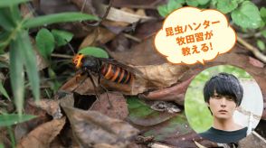 昆虫ハンター・牧田習が解説！スズメバチに刺されないための効果的な対策