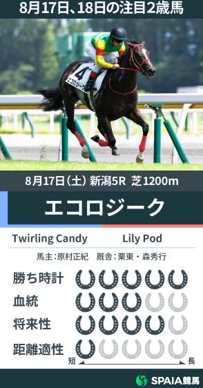 【注目2歳馬】Twirling Candy産駒エコロジークが5馬身差の完勝　勝ち時計1:08.9は新潟芝1200mの新馬戦レコードを更新