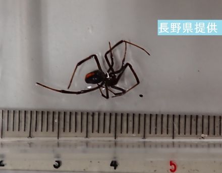 駅周辺で発見の「セアカゴケグモ」体長は1センチほどでオスかメスか判別できず…生きた状態で見つかり駆除　1匹だけ発見で周辺で確認されず【写真あり】