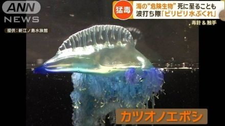 猛毒！カツオノエボシなど海の危険生物に注意　死に至ることも…高校生が注意報AI開発