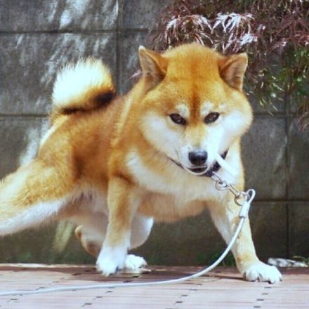 「お、スパイダーワンですか？」 後ろ足をピーンと伸ばして頭を垂れる柴犬に「かっけ～」「見事なかまえ」と絶賛する声