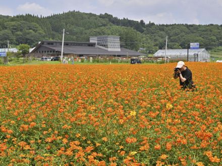 オレンジや黄色、一面に咲き誇る　福島・飯舘、道の駅向かいの花畑