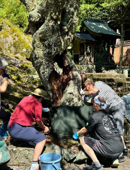 幹空洞のソメイヨシノ「治療」　「春日能」奉納の神社　”最高の舞台装置”伐採回避／兵庫・丹波篠山市