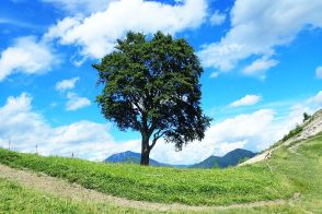 悲しい荒廃の歴史をぼっちで生き抜いた！　中倉山の孤高のブナに会いに行く「絶景トレイル」を歩く