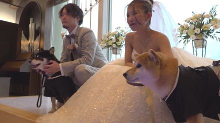 柴犬の散歩で出会った飼い主たちが結婚!　“縁結びワンコ”がリングボーイに【福井発】