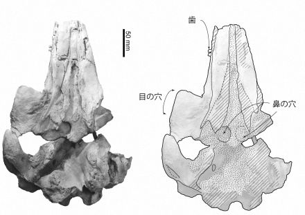 33年前に発見の化石、実は新属新種　「ミエイルカ」と命名　三重