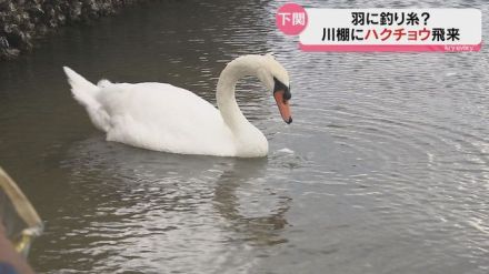 釣り糸がからまり心配の声も…下関・豊浦町にハクチョウが姿見せる