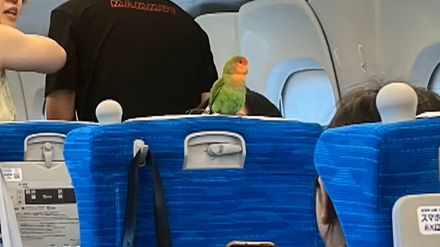 【独自】新幹線の中に“迷いインコ”が…外国人観光客の肩にとまって京都から東京に旅行も捕獲され警察に