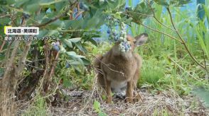 ブルーベリーをモグモグしても…ウサギを追い払わない理由　北海道で育まれる自然の循環