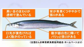 口の先が黄色いものなど…「全さんま」が紹介している『おいしいサンマの見分け方』“黒目の周り”も要チェック