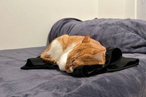 「飼い主が脱いだ服の上」で眠る元野良猫　お風呂上がりに見た光景が尊くて泣ける！