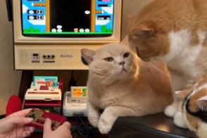 レトロゲームに熱中する母と構ってほしい猫　うち一匹の様子に「固まってるよ…？」「見てるww」と反響