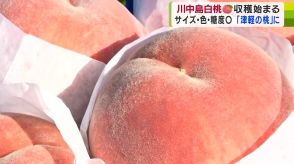 「ぜひ『津軽の桃』食べて」川中島白桃が収穫期迎える　生産者たちが丁寧にもぎ取り　青森県平川市