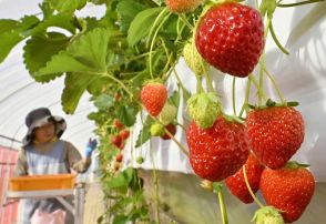 つややかな実　奥日光育ち「なつおとめ」収穫期迎える　県開発の夏秋採りイチゴ