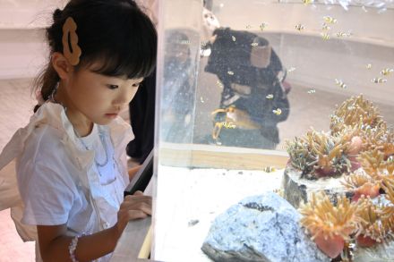 クマノミの幼魚見に来て　松坂屋静岡店の水族館で誕生、50匹展示