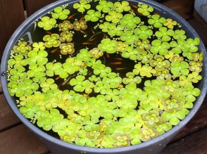 ある日メダカがやって来た！屋外飼育、繁殖にも成功。飛行機に乗せて金沢の親戚の家にも