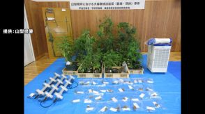 押収された大量の大麻草…販売目的で大麻を栽培し所持した疑いで男女3人逮捕　山梨・甲府市や甲斐市の住宅で栽培