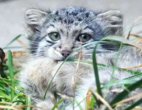 もふもふ、動きはカクカク、マヌルネコの赤ちゃん　神戸どうぶつ王国　どうぶつ園のニューフェース