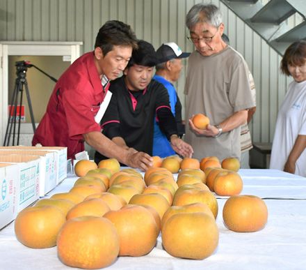 大雨被害の刈屋梨、出荷量減る見込み　酒田で選果基準確認、昨年より大きく甘味十分