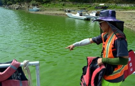 緑色に染まった漢江…「水道水から悪臭」苦情に環境部は「安全」＝韓国