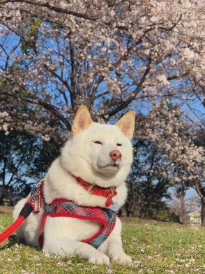 嫉妬心を爆発させる柴犬　ぬいぐるみをくわえて取り乱す姿が話題に　「想像の10倍怒ってる」