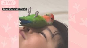 ゴロンと豪快　インコさんが寝転ぶのは顔の上…そのまま静止　いったいなぜ？