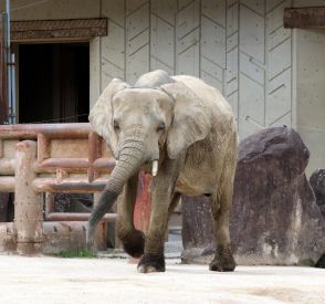 国内初！ マルミミゾウの妊娠確認　広島市安佐動物公園　出産予定は来年8～10月ごろ