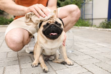 大切なペットが熱中症⇨冷やすべき体の部位を警視庁が発信。犬や猫に現れる症状も