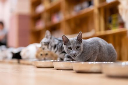 猫カフェに「成人向けビデオの音」を流す「迷惑電話」→「法的措置を検討」　どんな罪に問われる？