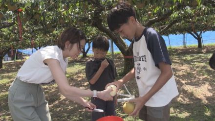 シャリシャリ食感も格別 あわら市の農園でナシ狩りにぎわう