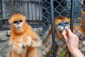 マカオ・石排灣郊野公園のキンシコウがレンタル期間満了で中国本土へ…孫悟空のモデルとして知られる希少動物