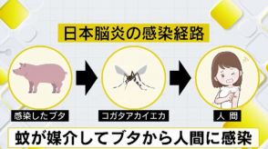 日本脳炎「予防接種漏れ」に注意　県内のブタが感染判明…蚊が媒介して人にも感染リスク　発症後の致死率高く　福岡