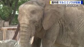 国内初　マルミミゾウが妊娠　出産は来年８～１０月頃か　広島市安佐動物公園