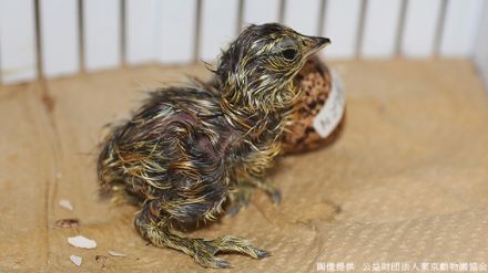 知ってほしい！〝神の遣い〟として愛される「ニホンライチョウ」の飼育繁殖に取り組む恩賜上野動物園